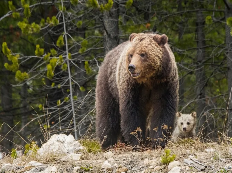 Động vật hoang dã Yellowstone gồm bò rừng, gấu và sói xám